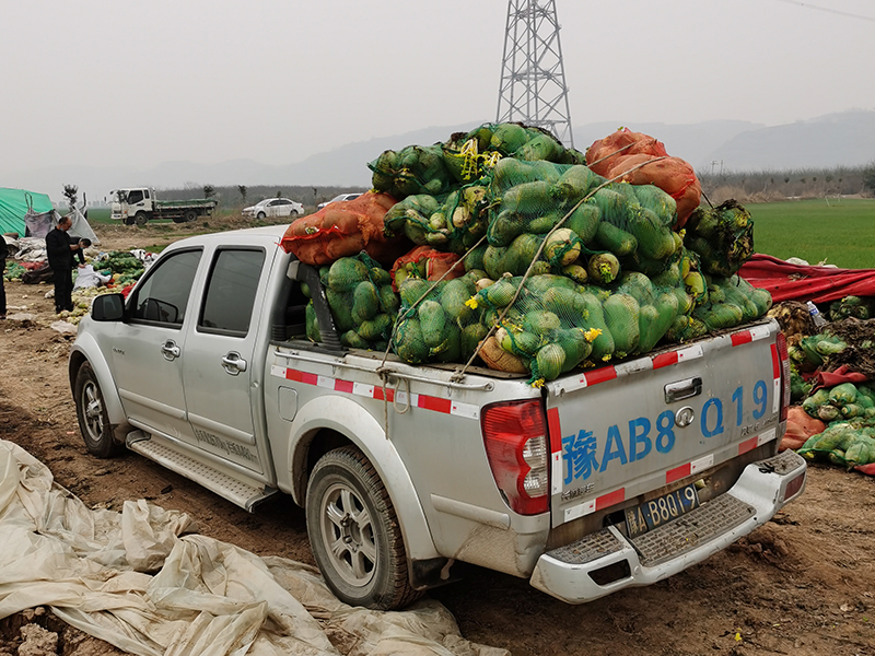 新冠疫情期間，幫扶蘿卜滯銷戶